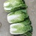 矮颗黄芯大白菜2-5斤净菜