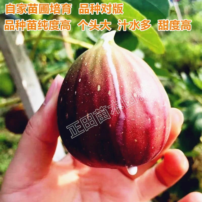 无花果树苗南方北方种植果树苗盆栽新品种水果果树苗地栽当年