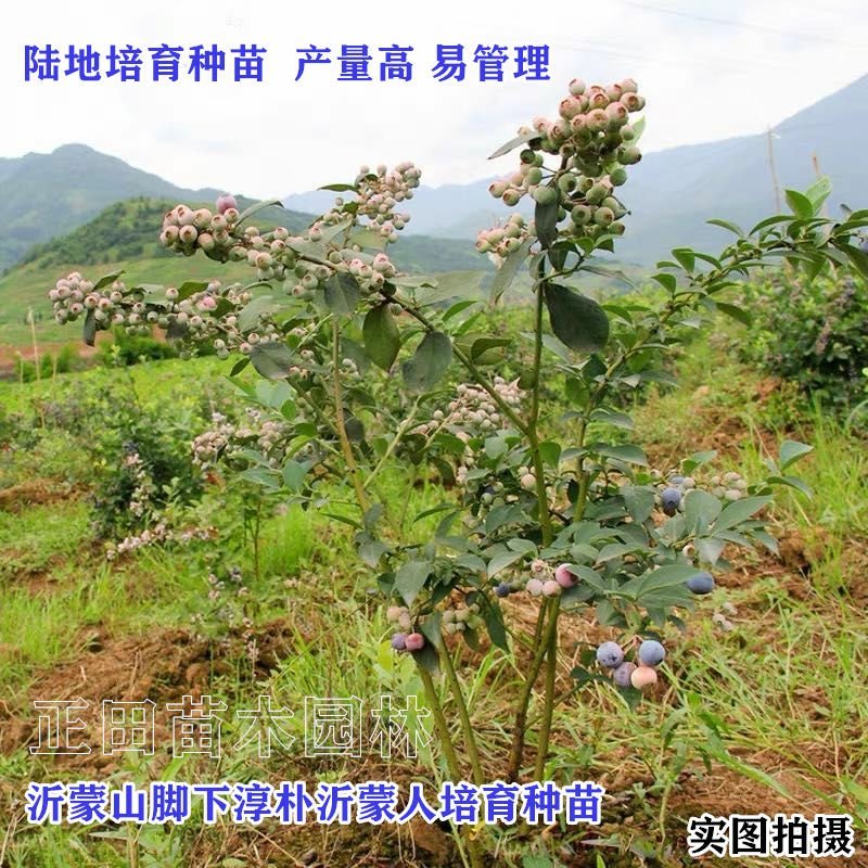 【包成活包结果】蓝莓苗蓝莓树苗水果南方北方果树苗盆栽庭院