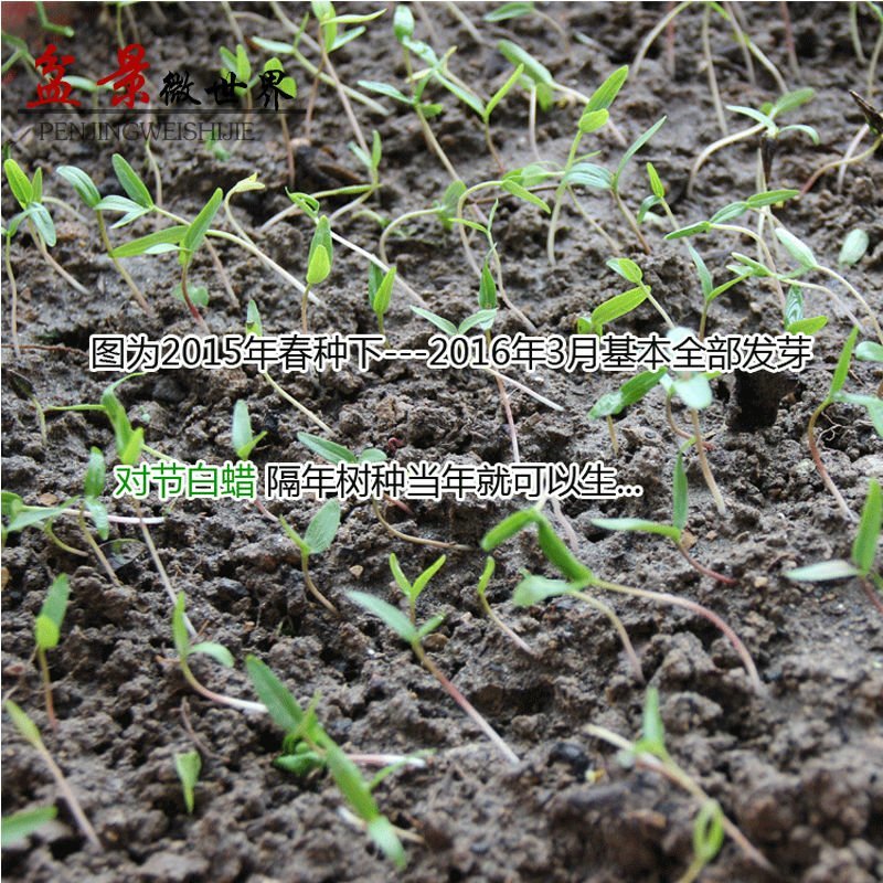 对节白蜡盆景树苗种子树苗籽主产湖北京山颗粒饱满发芽率可达