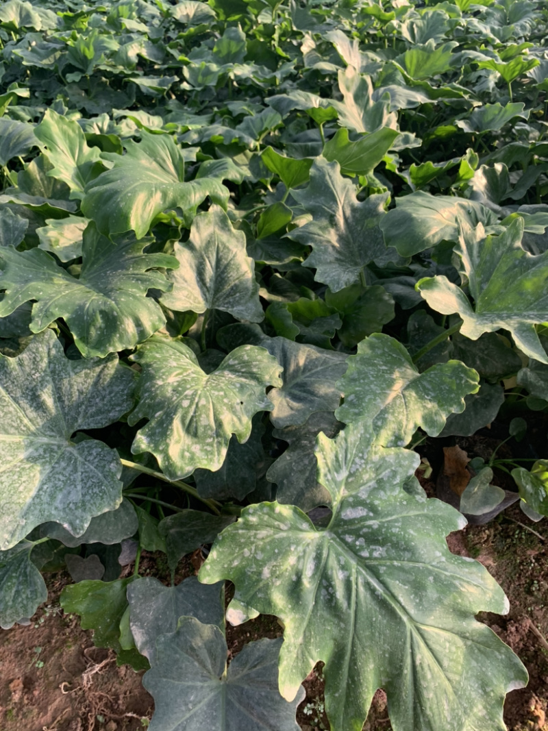 春羽苗净化空气除甲醛易养可绿化（25～30cm）