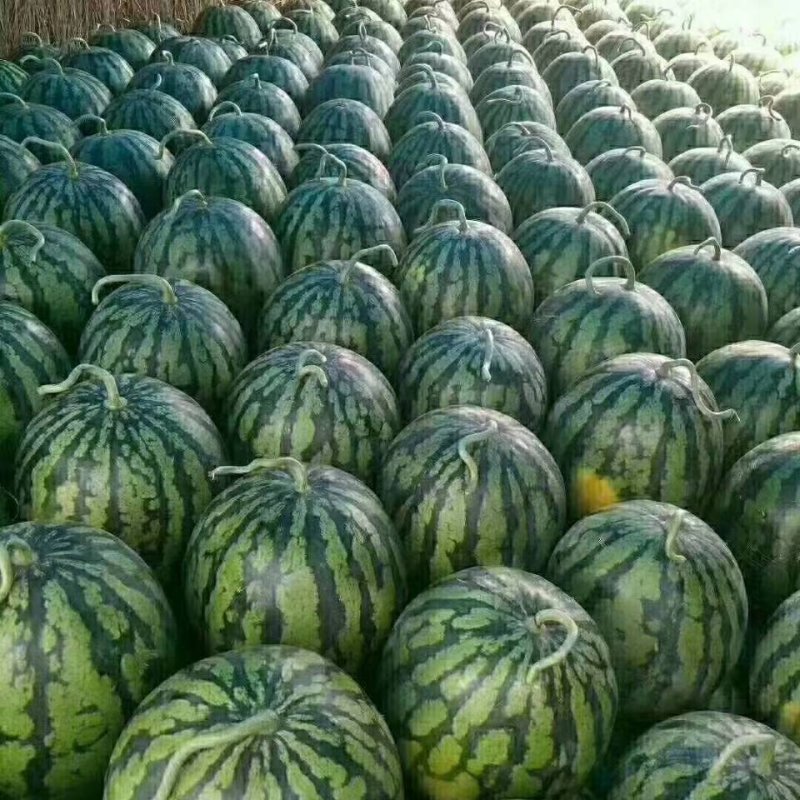潍坊甜王西瓜种植基地直供精品西瓜大量上市中一手货源