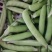 大量豌豆荚