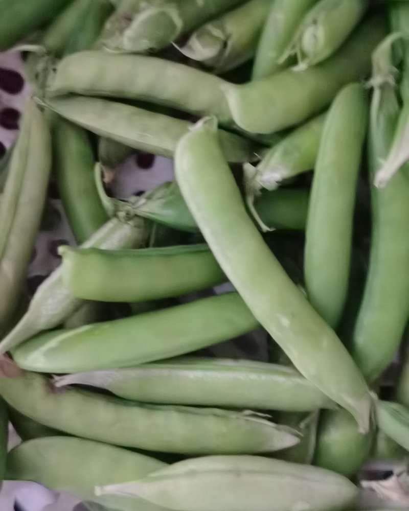 大量豌豆荚