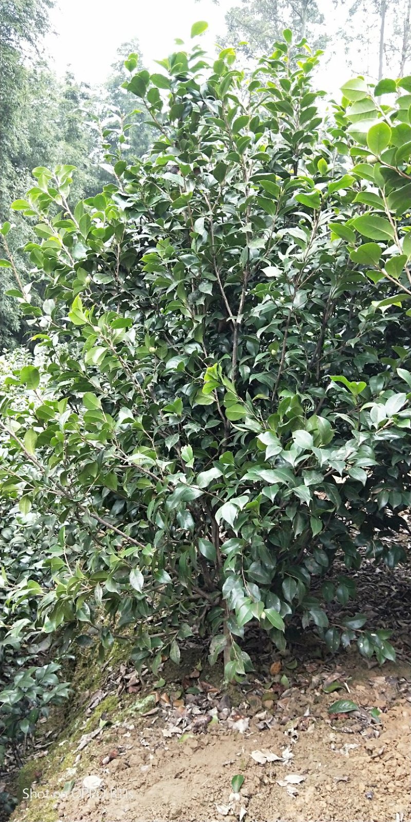 茶花，品种齐全规格多样，价格美丽，数量大
