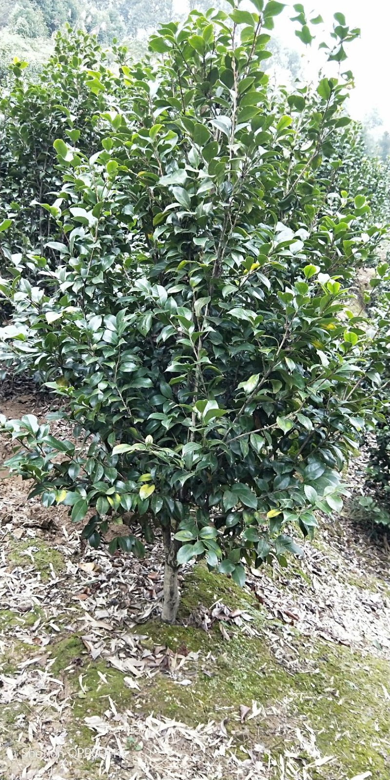 茶花，品种齐全规格多样，价格美丽，数量大