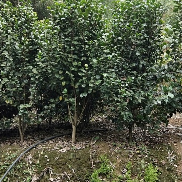 茶花，品种齐全规格多样，价格美丽，数量大