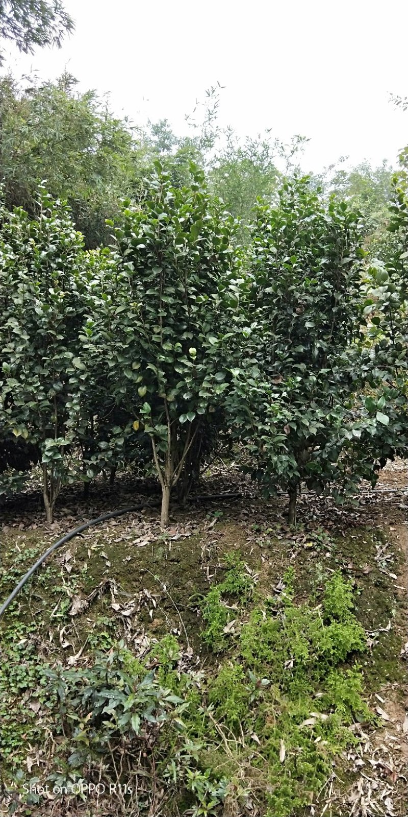 茶花，品种齐全规格多样，价格美丽，数量大