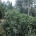 茶花，品种齐全规格多样，价格美丽，数量大