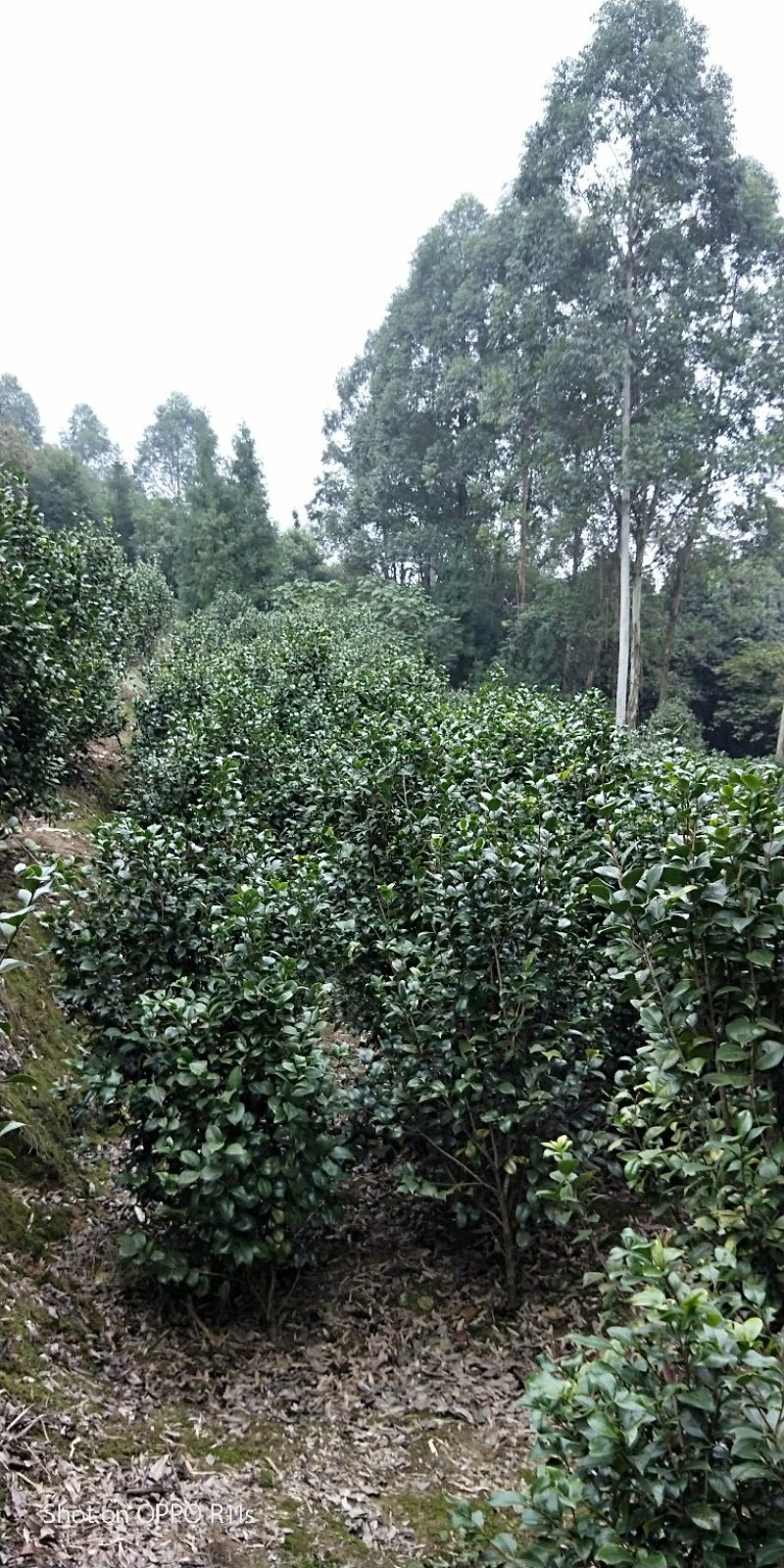 茶花，品种齐全规格多样，价格美丽，数量大