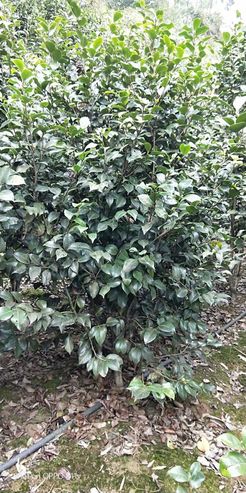 茶花，品种齐全规格多样，价格美丽，数量大