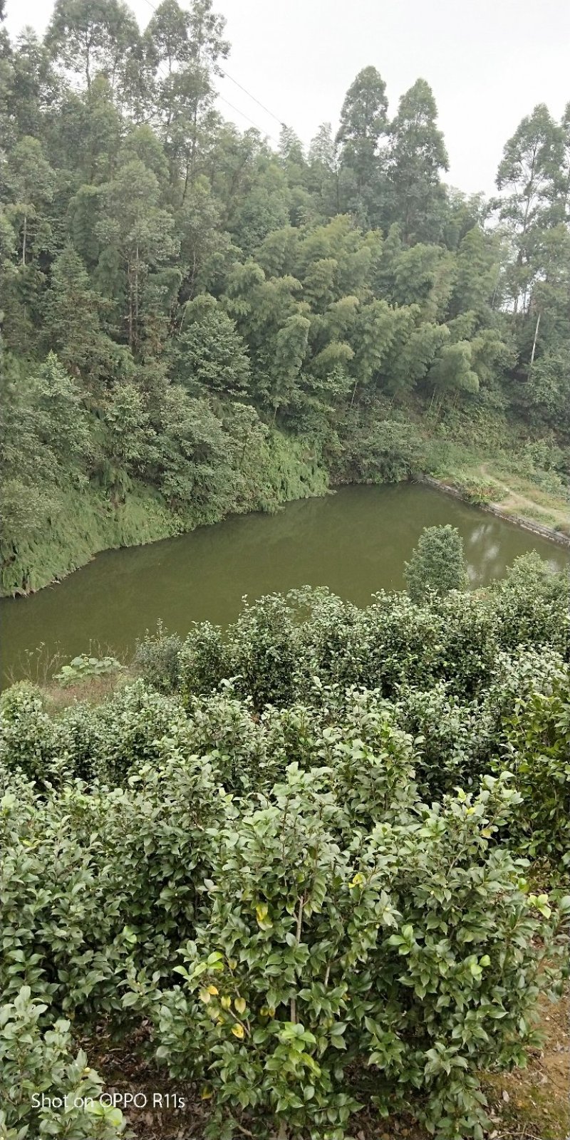 茶花，品种齐全规格多样，价格美丽，数量大