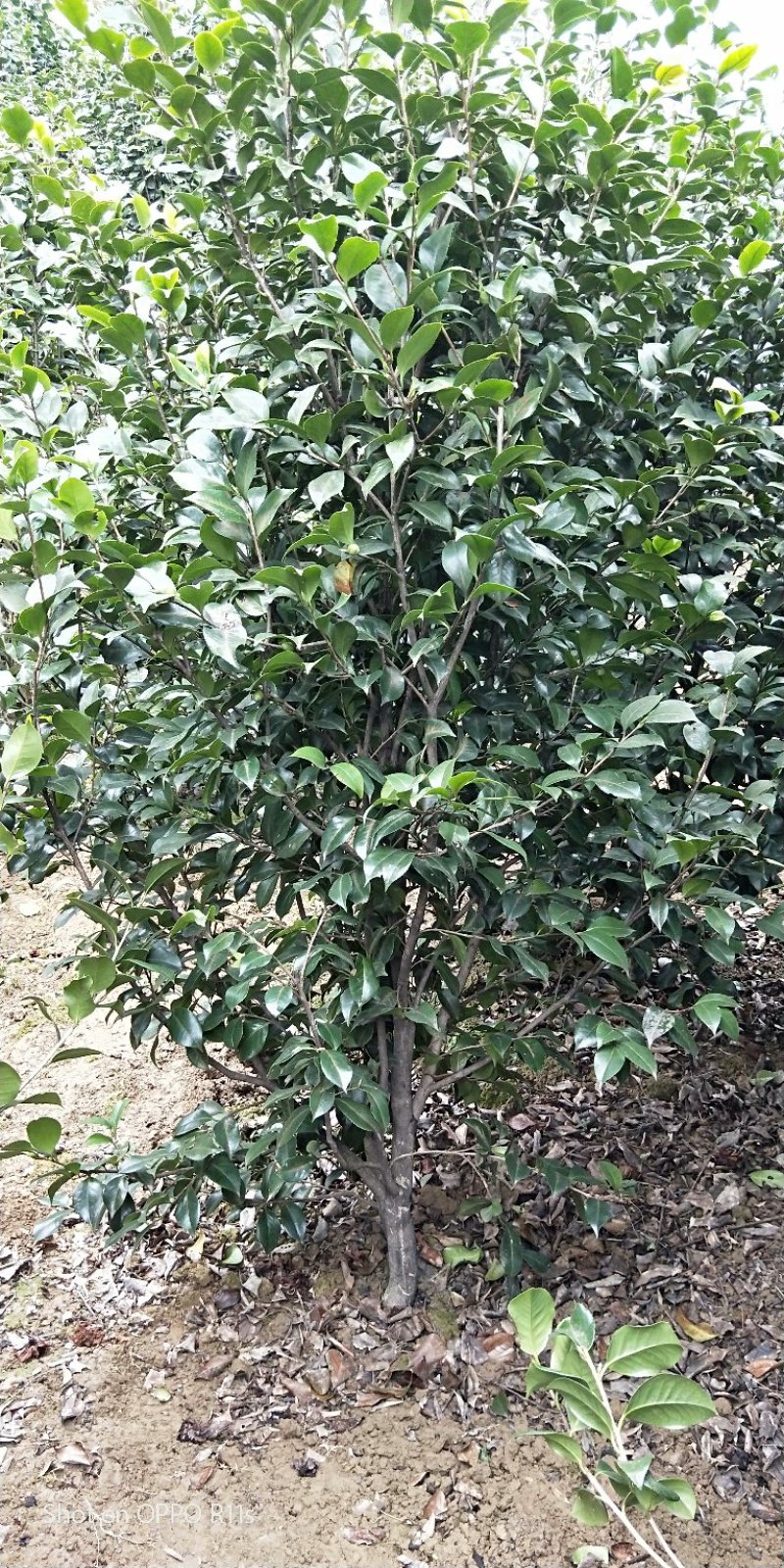 茶花，品种齐全规格多样，价格美丽，数量大