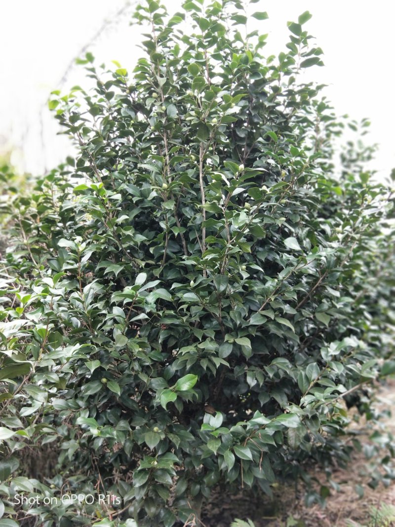 茶花，品种齐全规格多样，价格美丽，数量大
