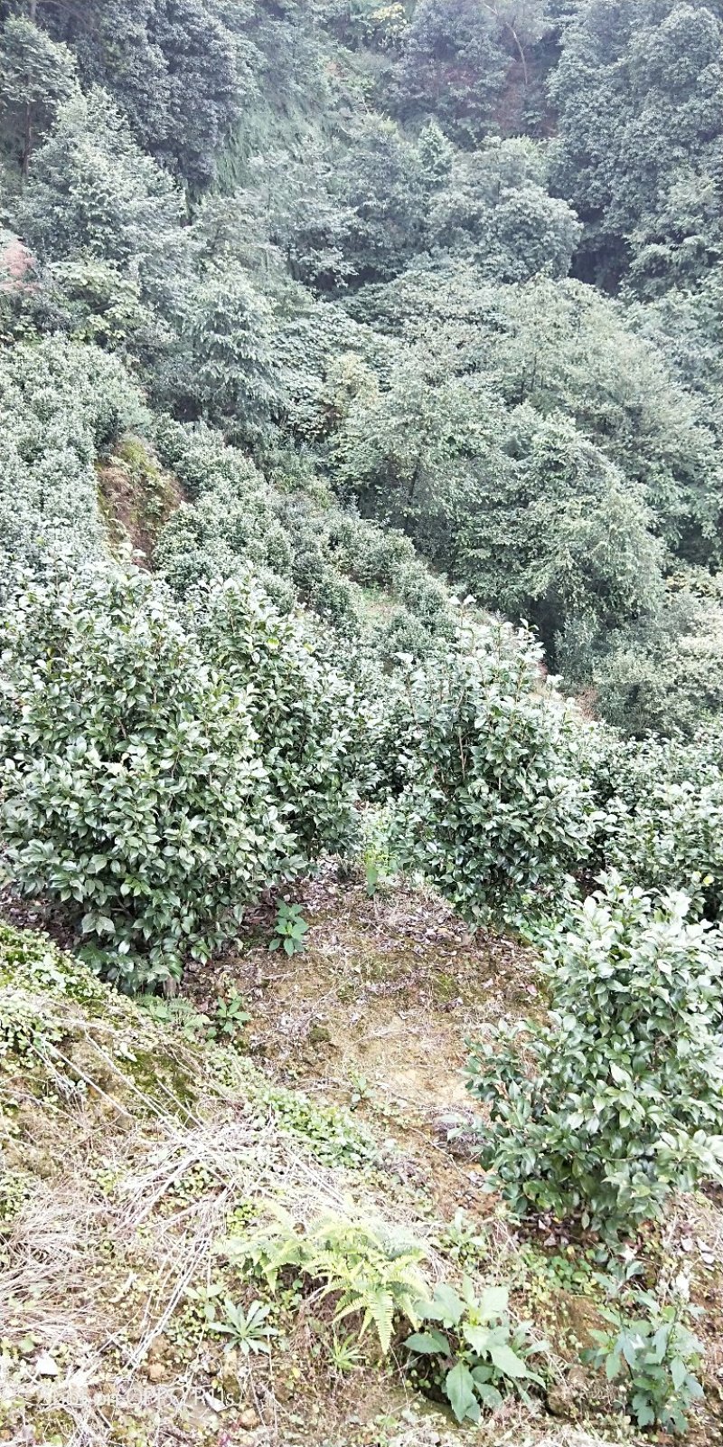 茶花，品种齐全规格多样，价格美丽，数量大
