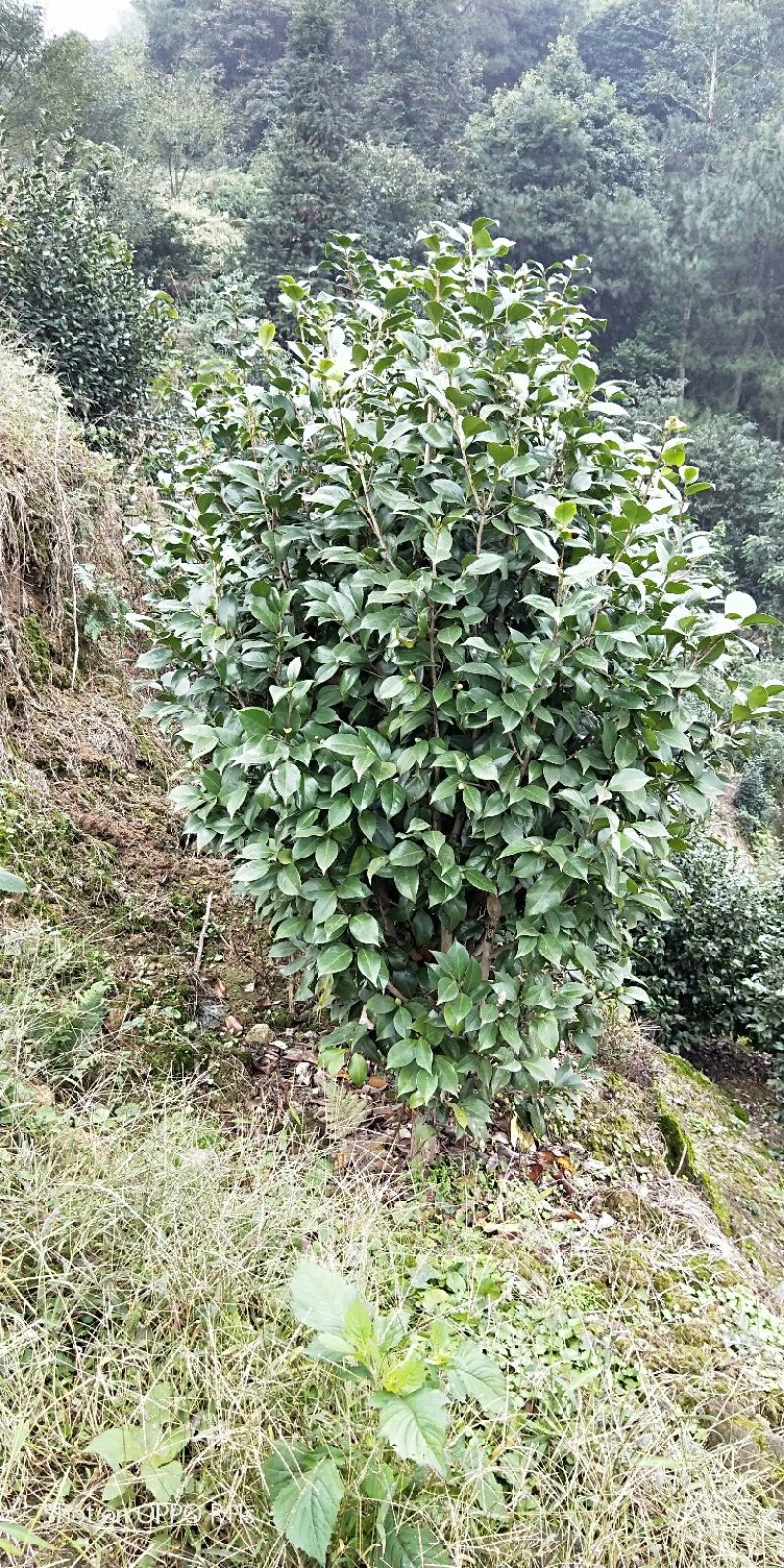 茶花，品种齐全规格多样，价格美丽，数量大