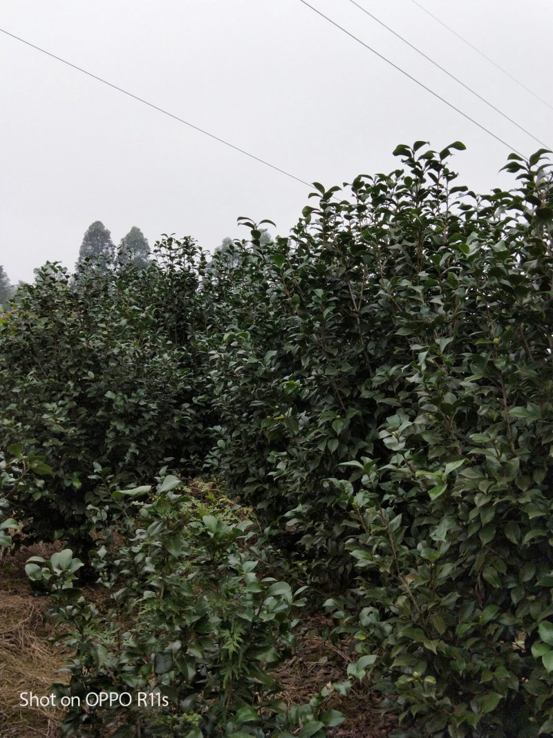 茶花，品种齐全规格多样，价格美丽，数量大