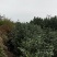 茶花，品种齐全规格多样，价格美丽，数量大