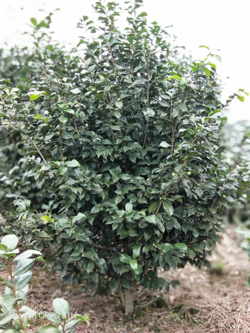 茶花，品种齐全规格多样，价格美丽，数量大