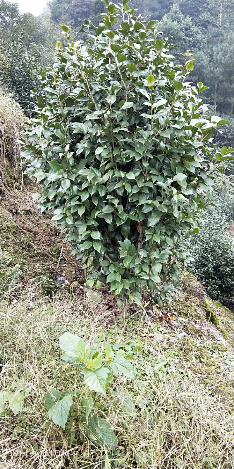茶花，品种齐全规格多样，价格美丽，数量大