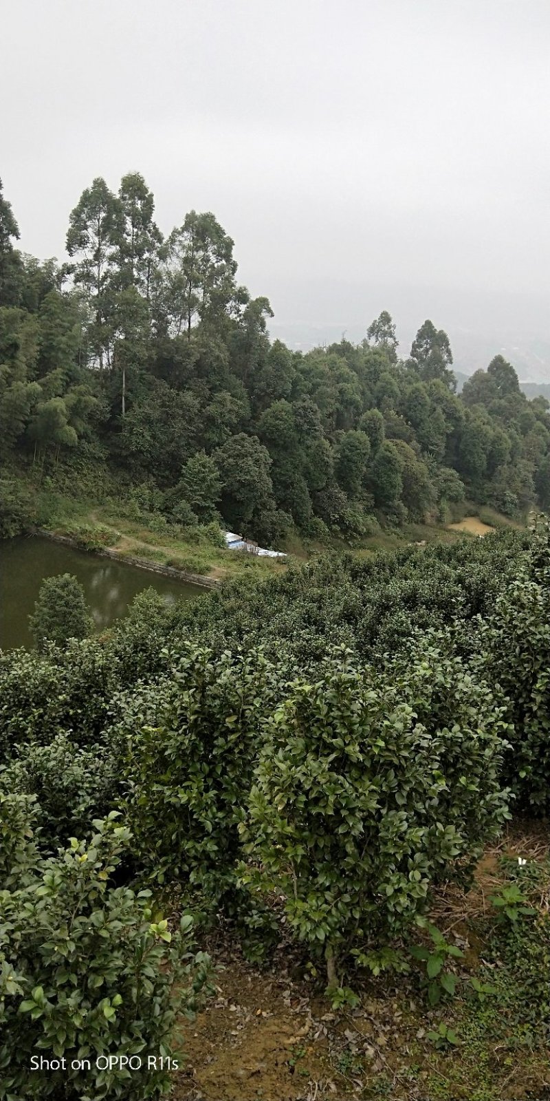 茶花，品种齐全规格多样，价格美丽，数量大