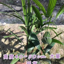 棕竹室内外绿植一盆3棵