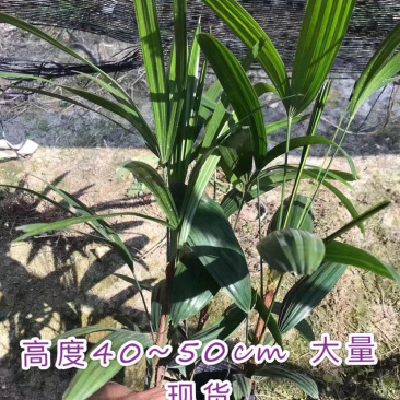 棕竹室内外绿植一盆3棵