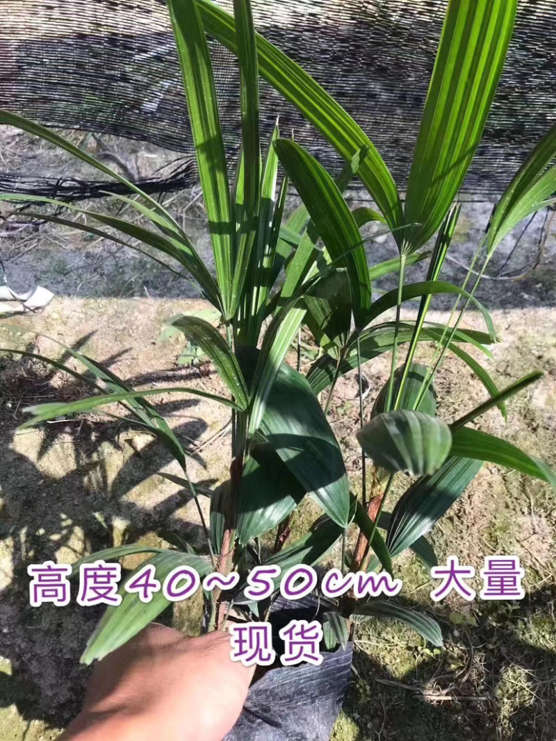 棕竹室内外绿植一盆3棵