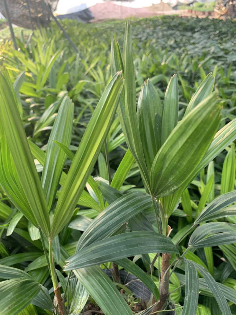 棕竹室内外绿植一盆3棵