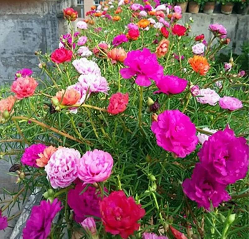 混色重瓣太阳花种子四季播种开花不断室外室内阳台盆栽花卉种