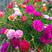 混色重瓣太阳花种子四季播种开花不断室外室内阳台盆栽花卉种