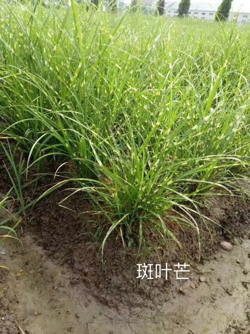 水生植物