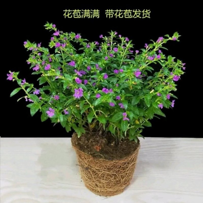天星盆栽带花苞花卉好养四季开花植物阳台客厅绿植