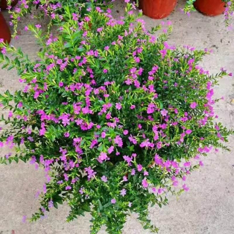 天星盆栽带花苞花卉好养四季开花植物阳台客厅绿植
