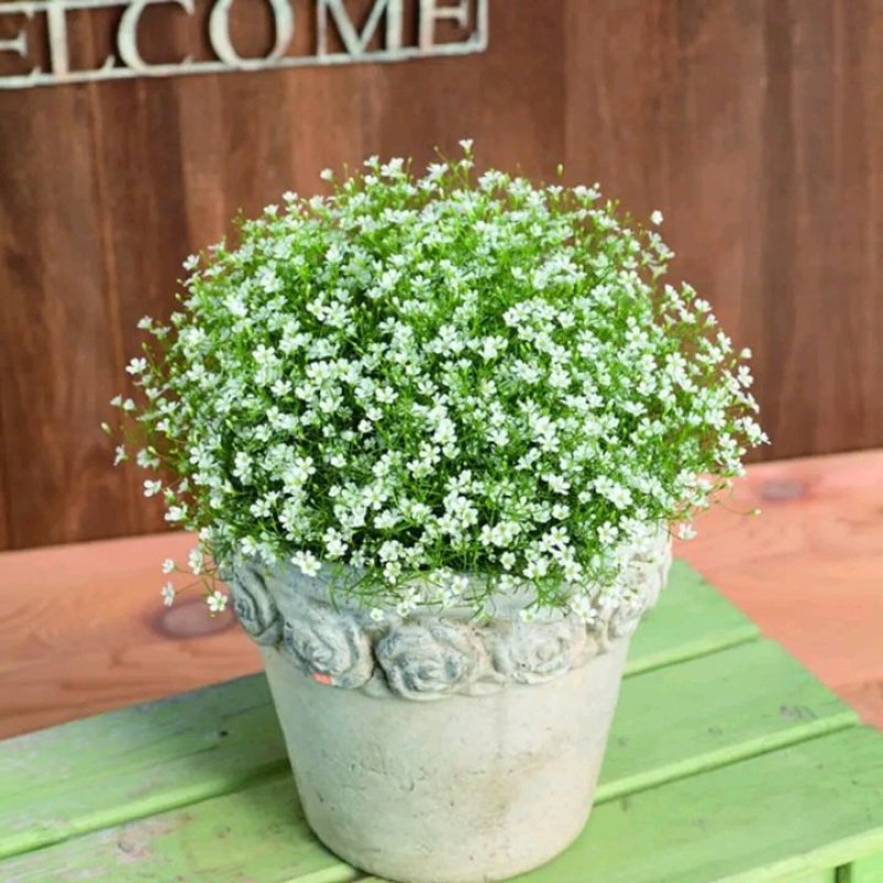 天星盆栽带花苞花卉好养四季开花植物阳台客厅绿植