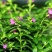 天星盆栽带花苞花卉好养四季开花植物阳台客厅绿植