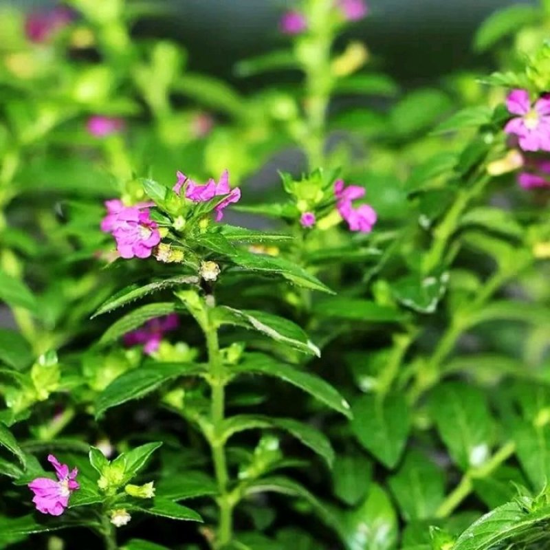 天星盆栽带花苞花卉好养四季开花植物阳台客厅绿植