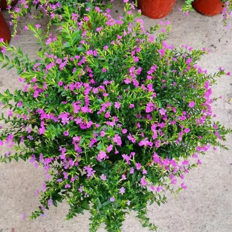 天星盆栽带花苞花卉好养四季开花植物阳台客厅绿植