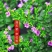 天星盆栽带花苞花卉好养四季开花植物阳台客厅绿植