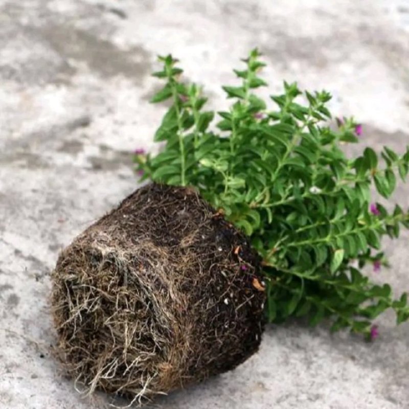 天星盆栽带花苞花卉好养四季开花植物阳台客厅绿植