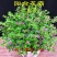天星盆栽带花苞花卉好养四季开花植物阳台客厅绿植