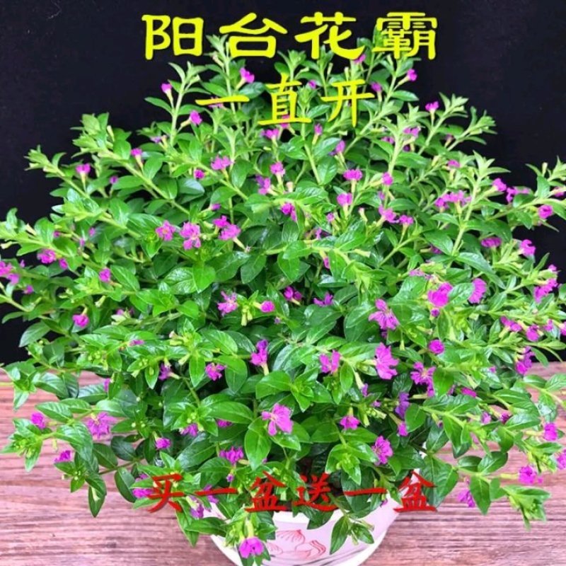 天星盆栽带花苞花卉好养四季开花植物阳台客厅绿植
