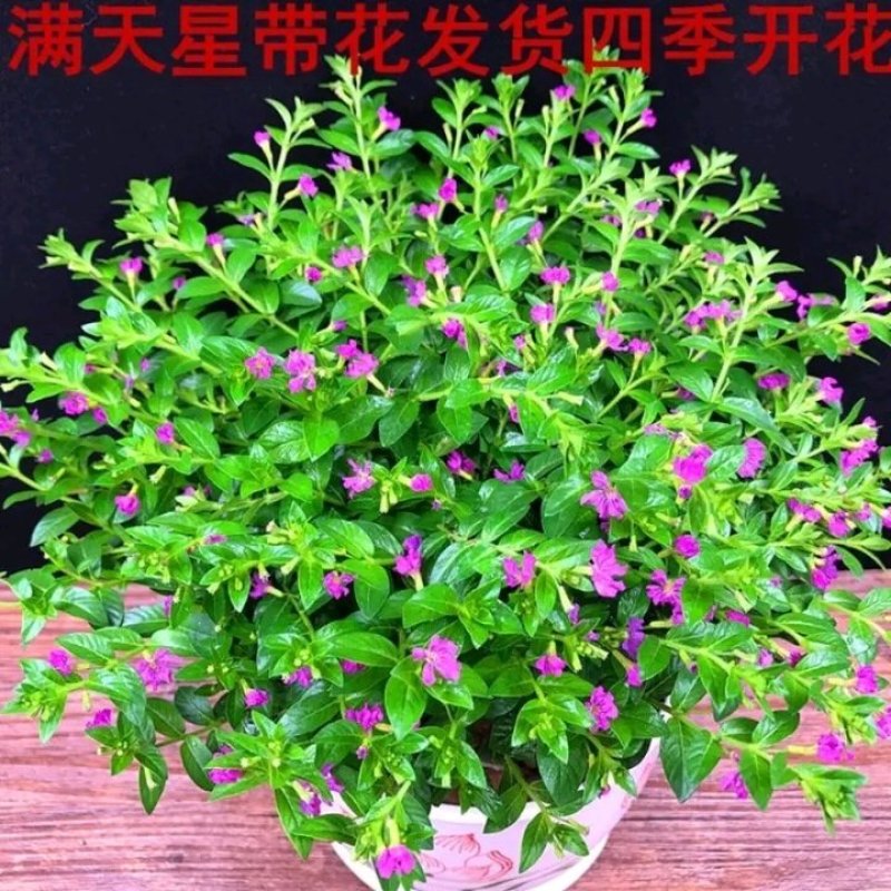 天星盆栽带花苞花卉好养四季开花植物阳台客厅绿植