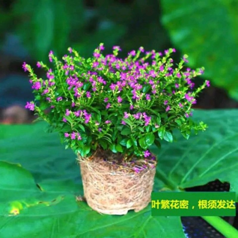 天星盆栽带花苞花卉好养四季开花植物阳台客厅绿植