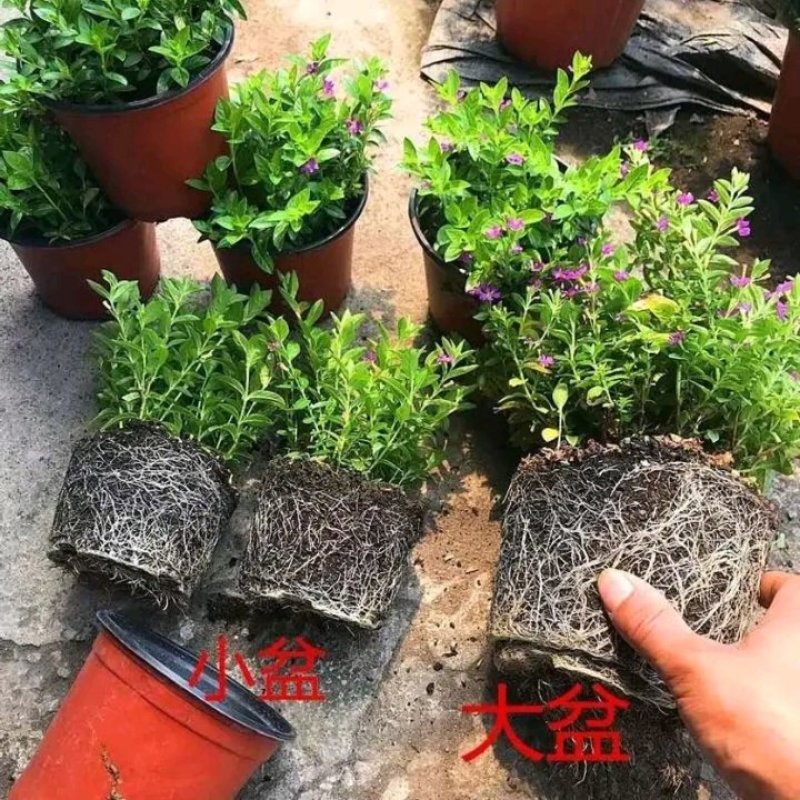 天星盆栽带花苞花卉好养四季开花植物阳台客厅绿植