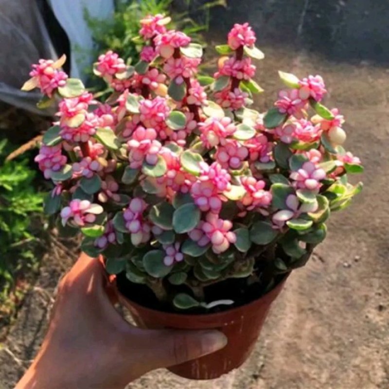 金枝玉叶锦老桩多肉植物雅乐之舞肉肉盆栽办公室内绿植花卉防