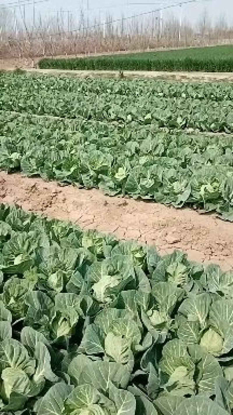 精品甘蓝，圆包菜，商品货，加工厂货。质优价廉，产地直发，