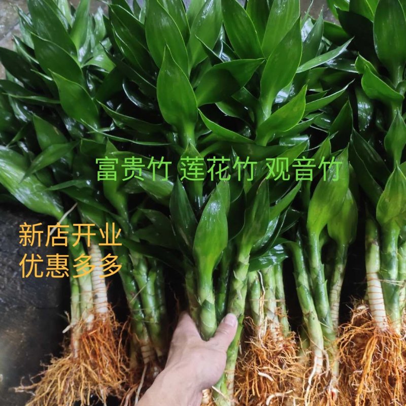 海南基地富贵竹观音竹莲花竹带根发货50公分高