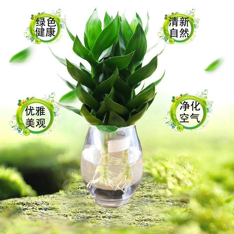 海南基地富贵竹观音竹莲花竹带根发货50公分高