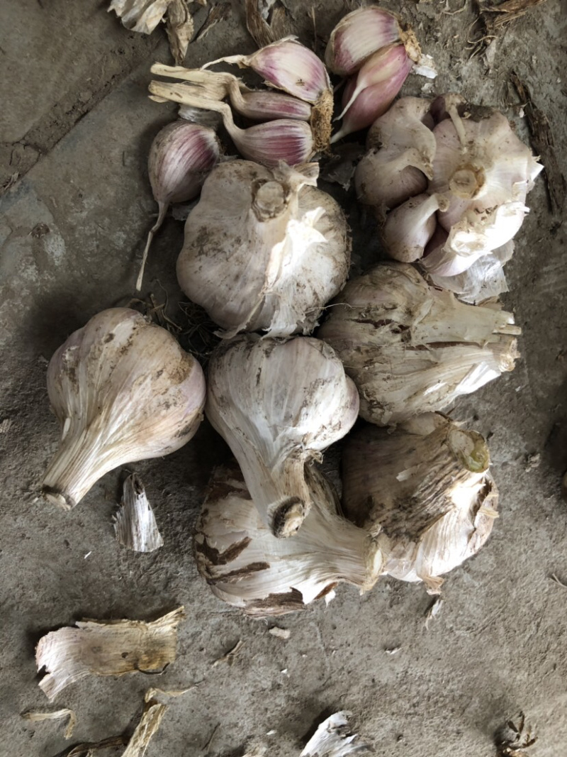 温二早，独蒜种，种子纯